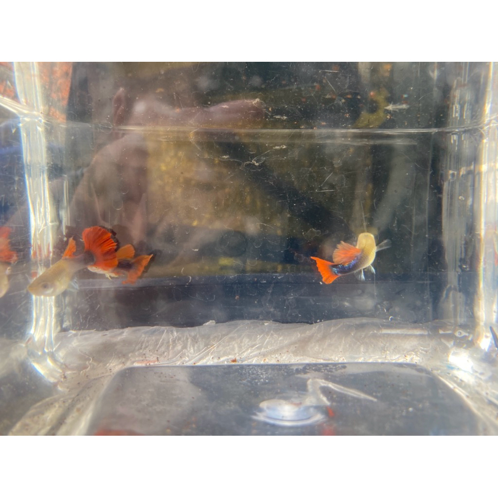 guppy hb red rose taik harga satuan jntan