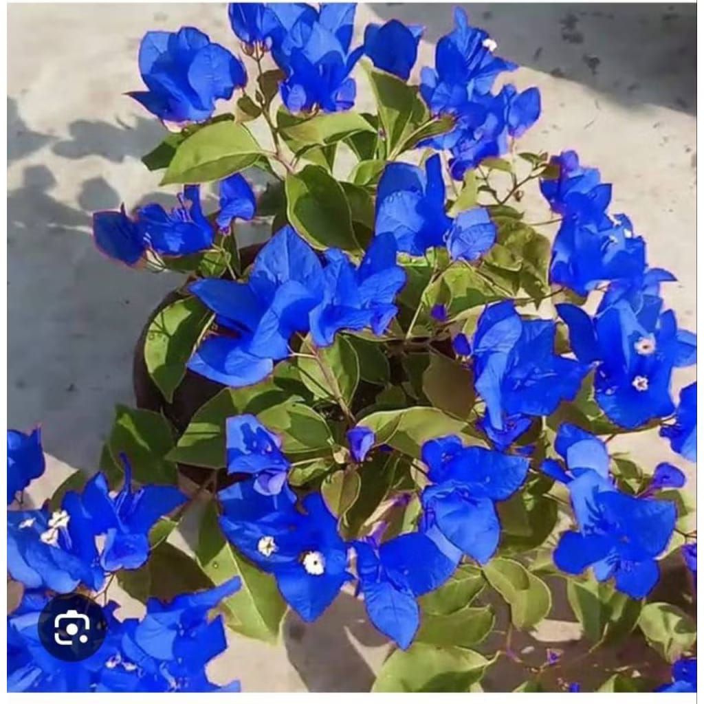 PROMO! BOUGENVILLE BUNGA KERTAS WARNA BIRU - BUGENVIL SIAP TANAM