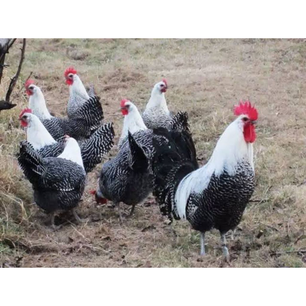 Telur ayam arab fertil bisa di tetaskan.