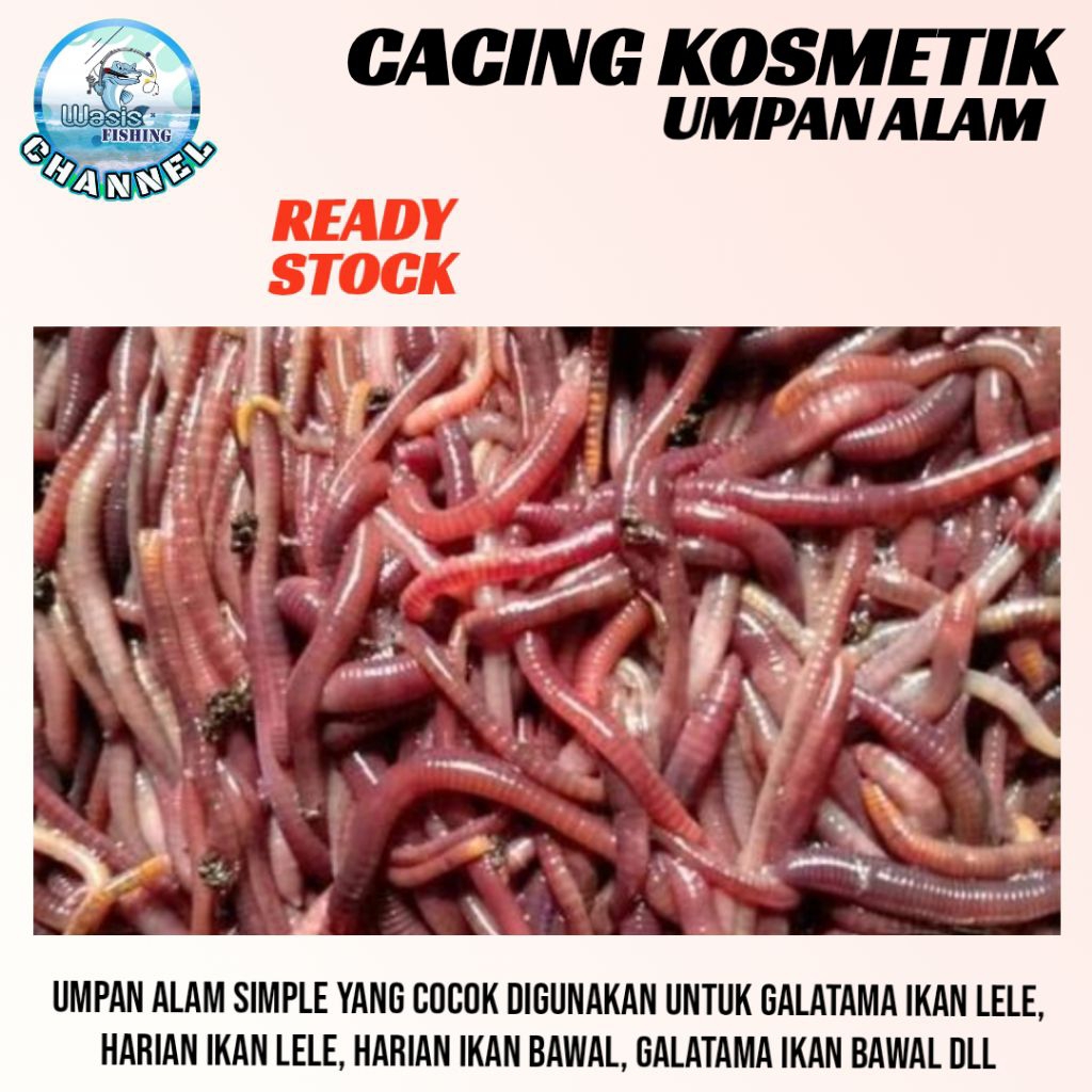 UMPAN CACING KOSMETIK LUMBRICUS RUBELLUS