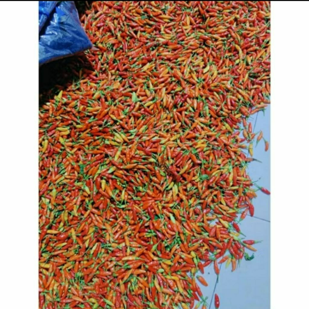 cabe setan 1/2 kg fresh