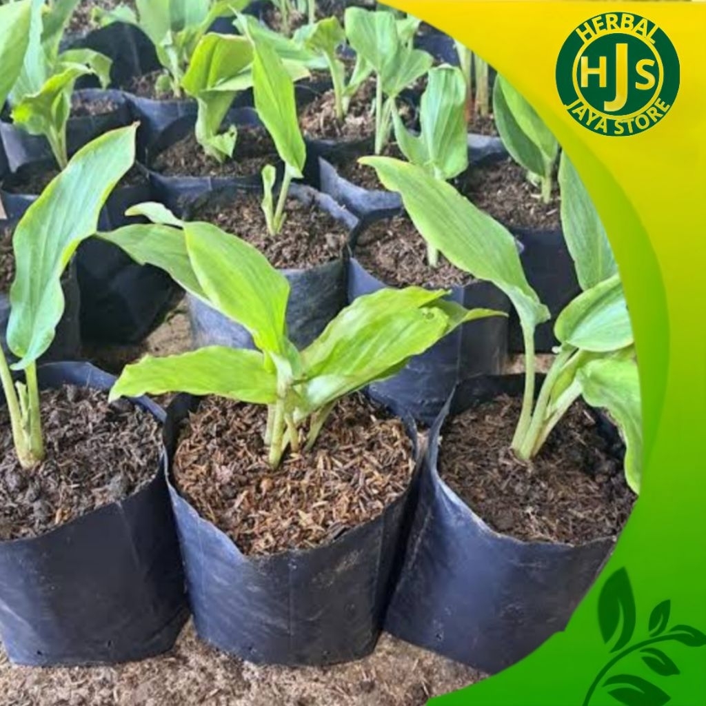 Bibit Kunyit Hitam Asli 100% Original