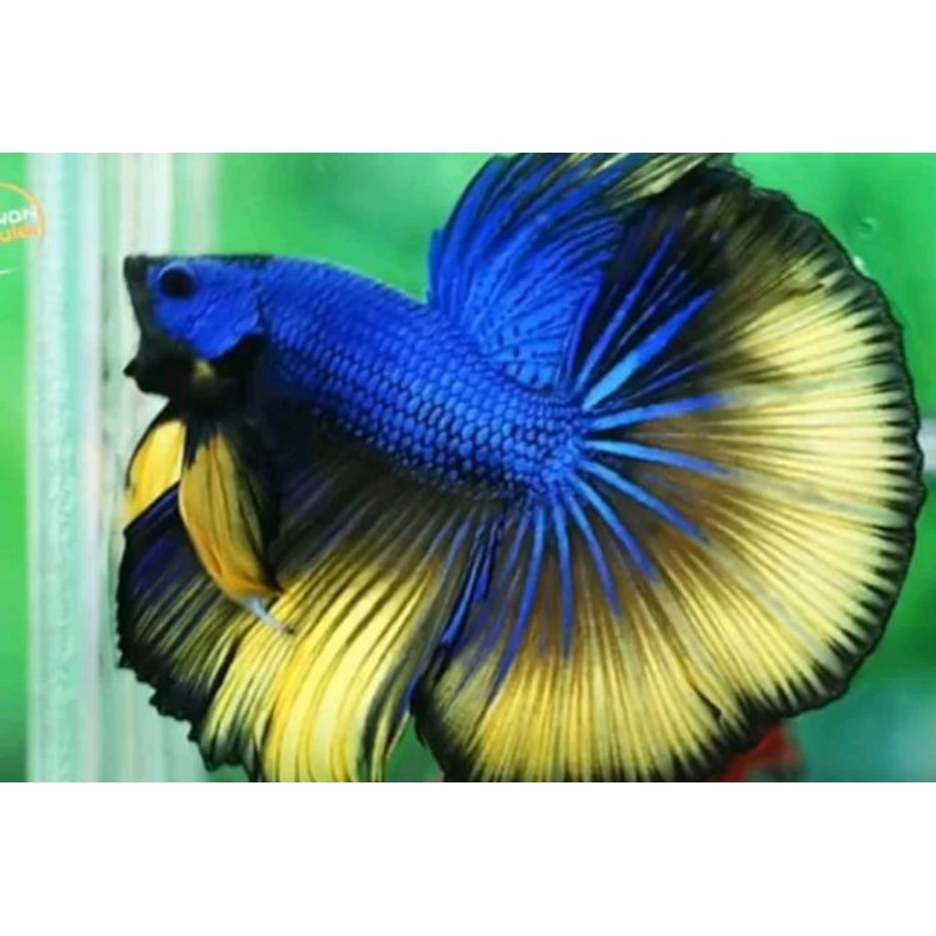 Halfmoon Blue yellow Rim Hitam Jantan Size M termurah Gratis Pakan