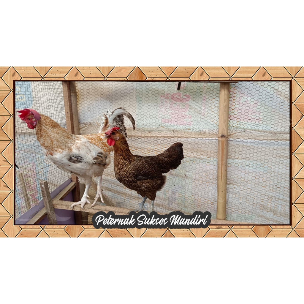 Telur tetas fertil Ayam Kampung Yudistira AKY