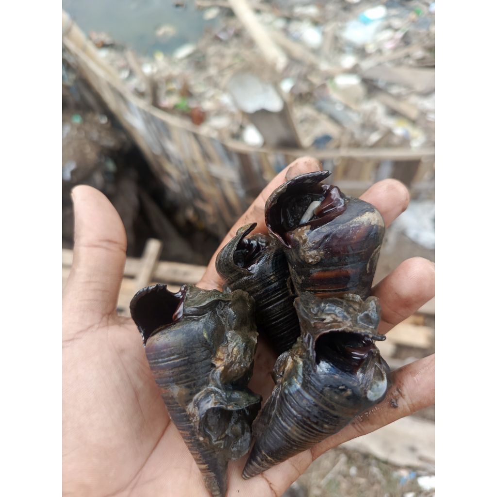 umpan mancing Galatama lele (siput laut)