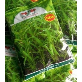 ( 10 bungkus ) Benih kangkung daun sempit SERIMPI 1kg srimpi panah merah grosir