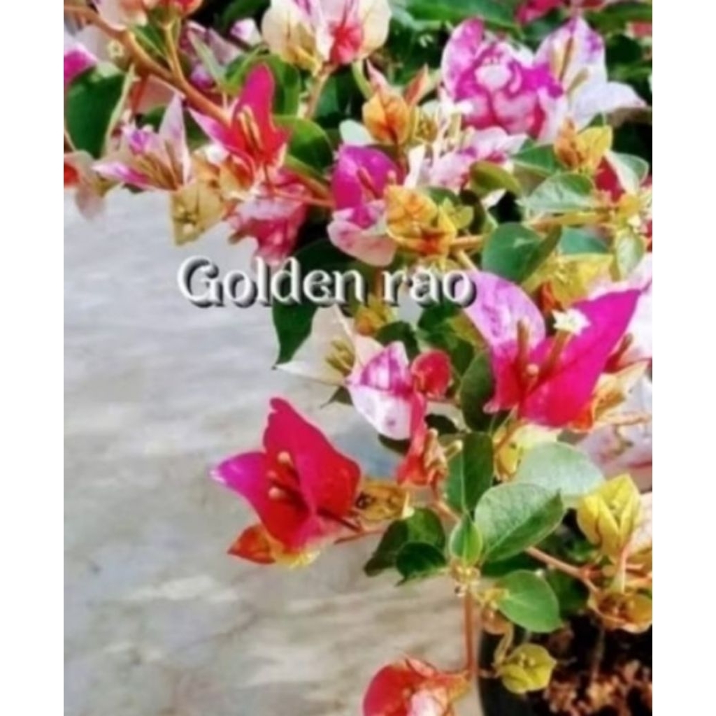 Bougenville Golden Rao Ori (Bibit)