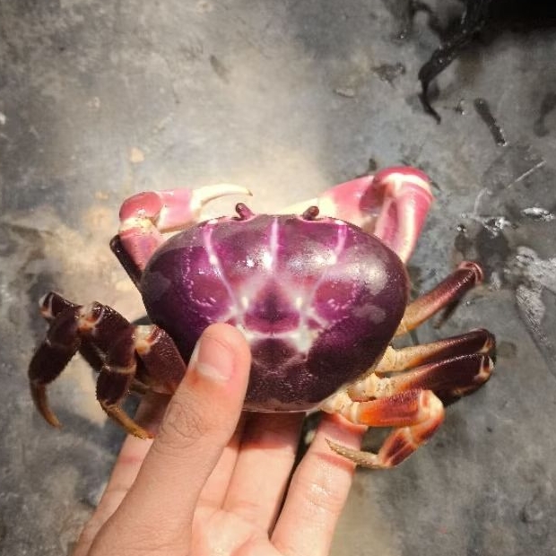 kepiting gecarcoidea humei / kepiting darat / kepiting hias besar / kepiting Giant / Giant land crab