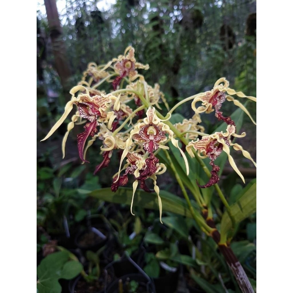 Dendrobium spectabile