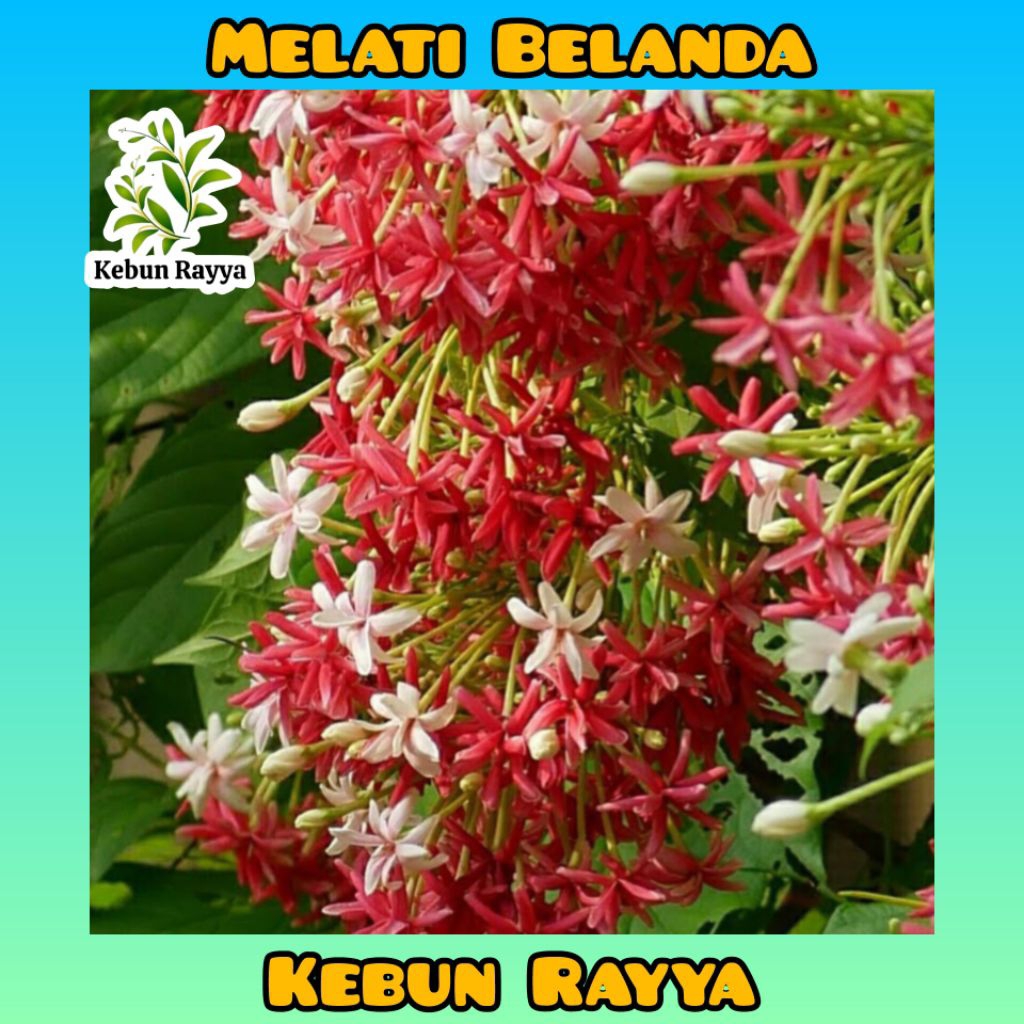 Tanaman Hias Melati Belanda Hidup Melati Belanda tumpuk Bunga Ceguk