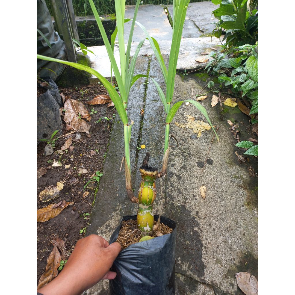 Tanaman Tebu Pelangi