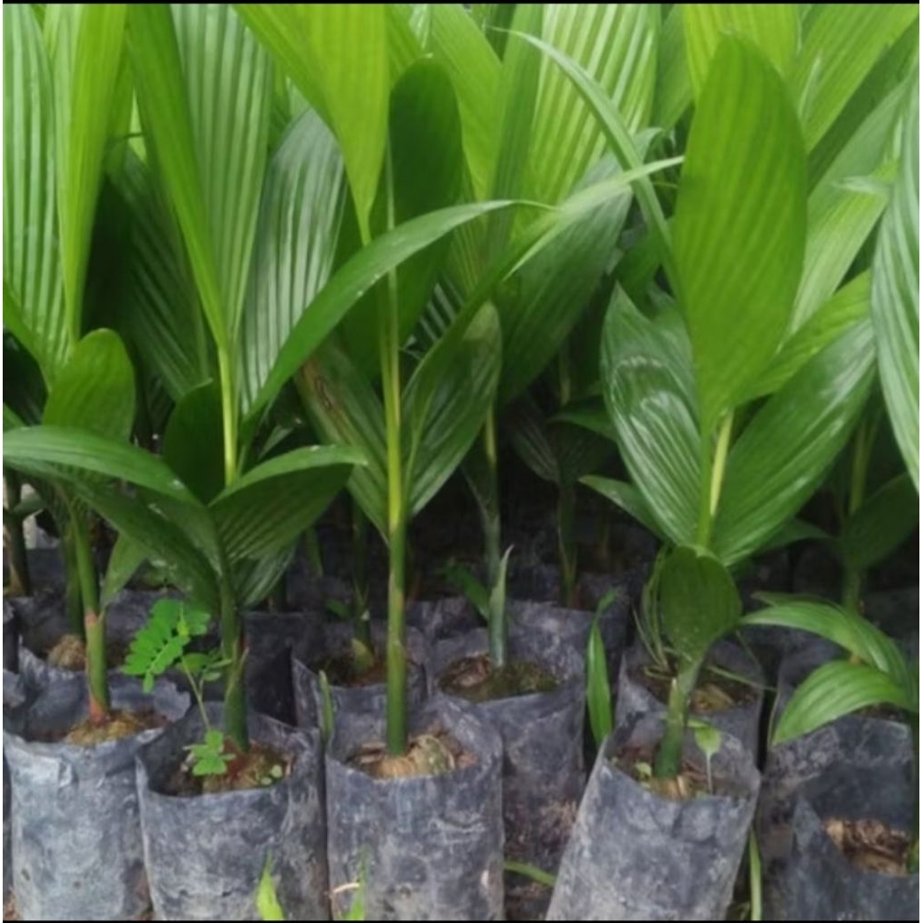 Bibit | Pohon Pinang Betara Asli | Pinang Jambe Super Unggulan