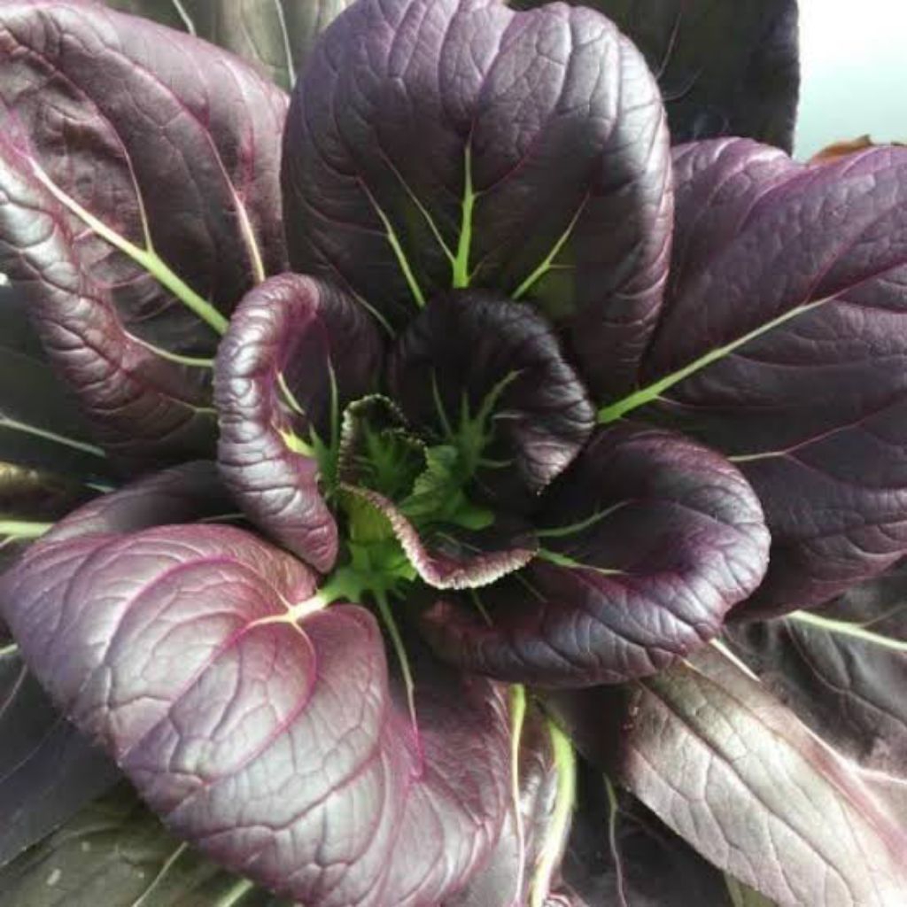 Benih Pakcoy Ungu Bibit Benih Biji Pakcoy Ungu Pak Choy Ungu Sawi Ungu Aneka Macam Benih Seribuan