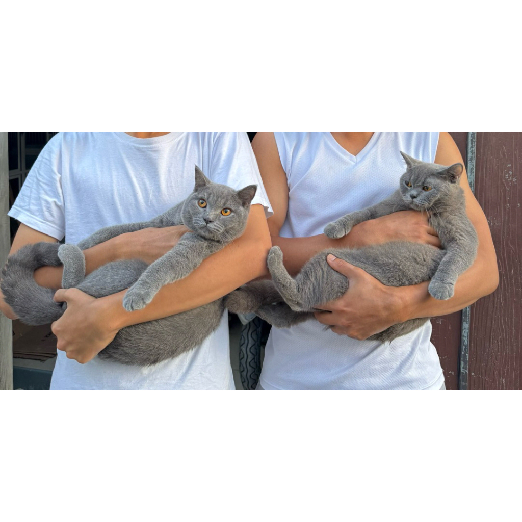 KUCING RAS BSH LOKASI TEGAL