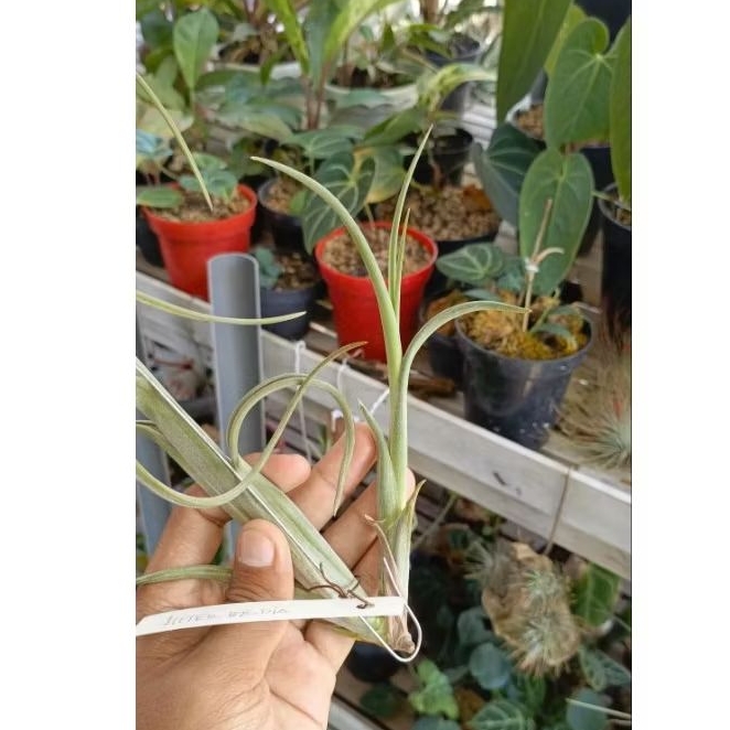 Tillandsia intermedia