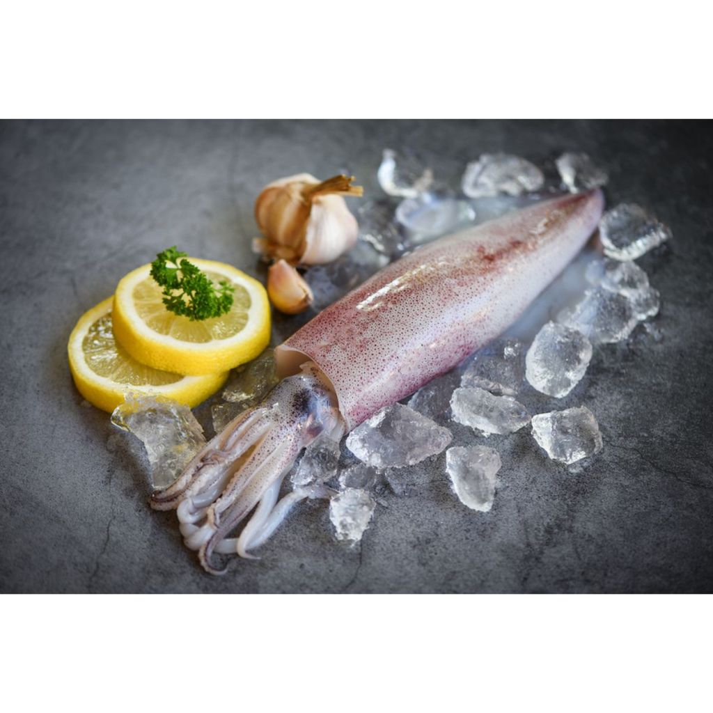 Cumi 1Kg Cumi-cumi Segar Cumi Tube Seafood Cumi Cumi Segar