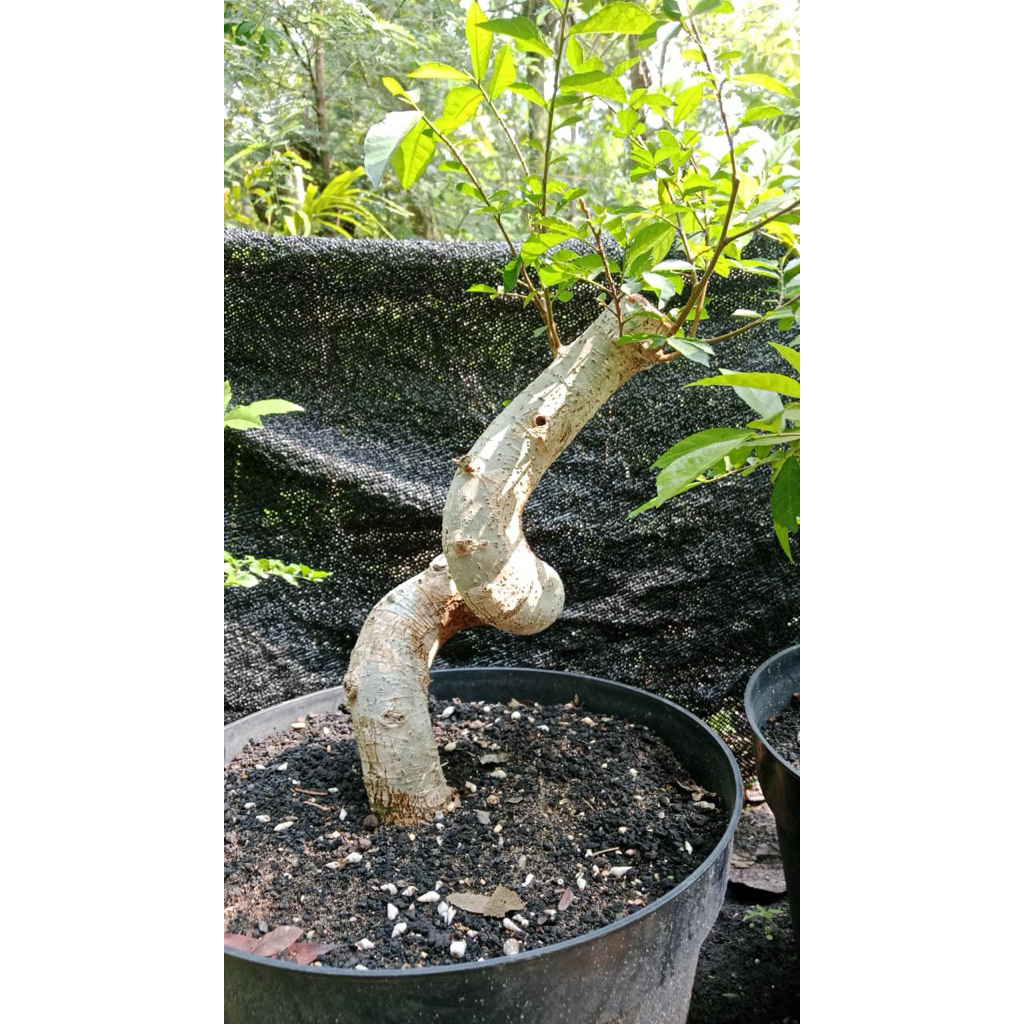 bahan bonsai serut dari biji