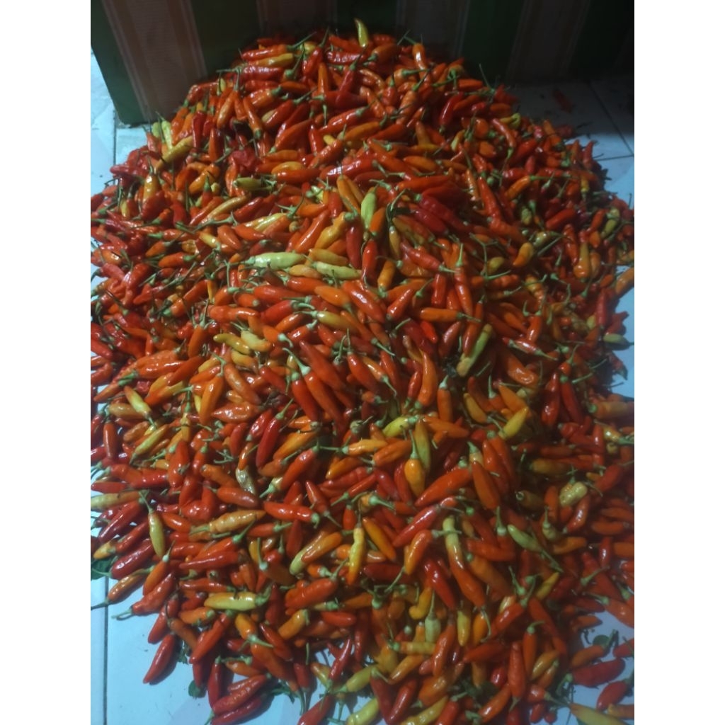 Cabe Rawit Ori 212 | Cabe Rawit Merah | Cabe Ori | Cabe Merah