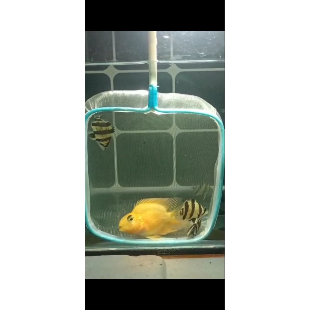 DATZ BORNEO 3 BAR  4-5cm CLEAN