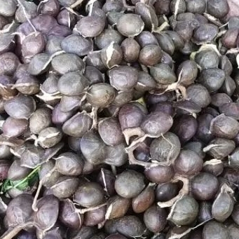 jengkol kulit full tua 500 gram//jengkol tua//Jengkol rendang