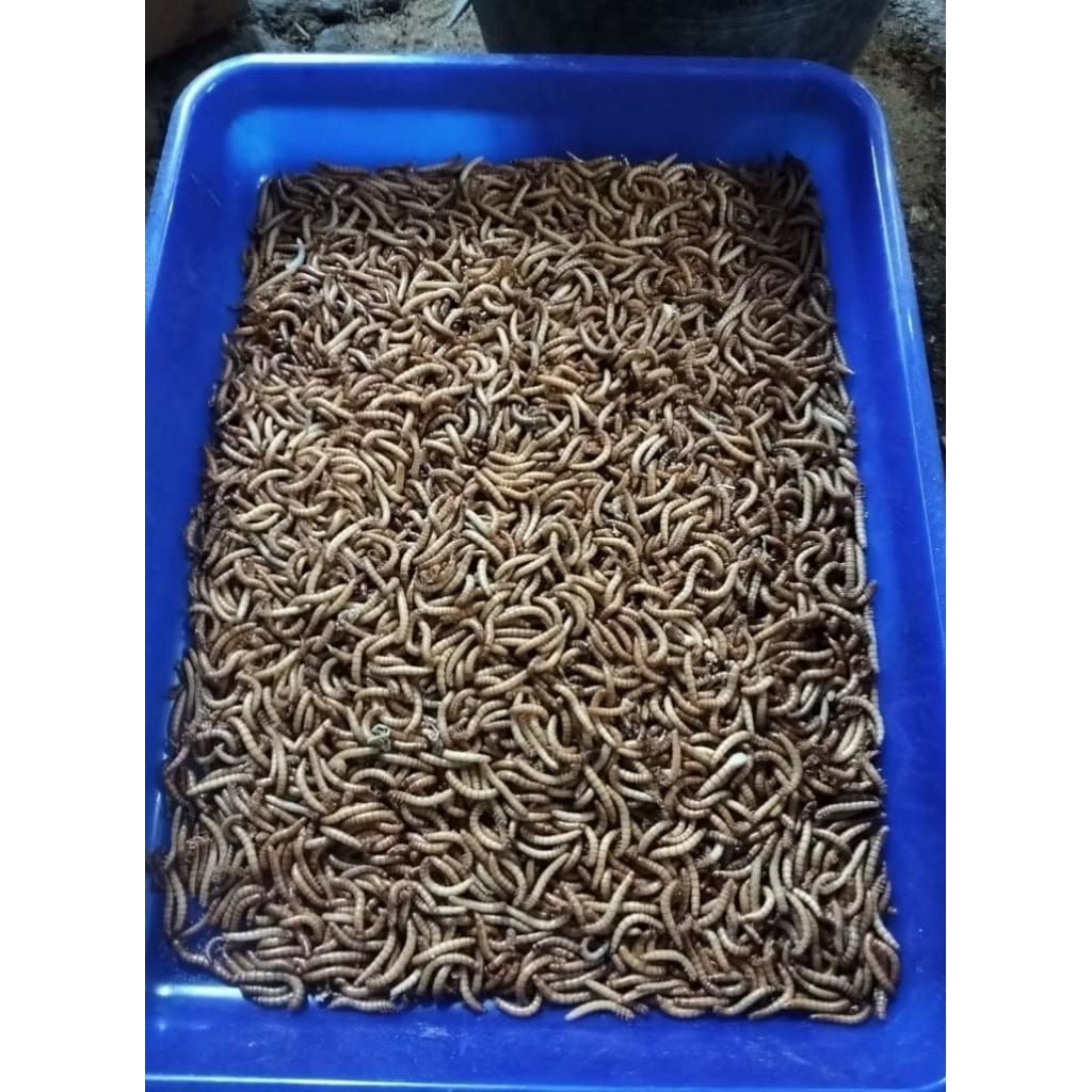 ulat hongkong seger hidup 1kg