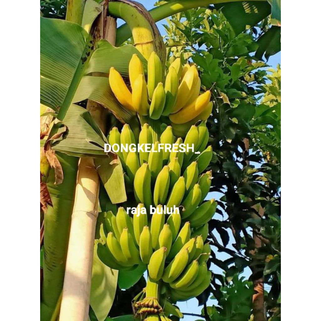 BIBIT PISANG RAJA BULUH KUALITAS UNGGUL CEPAT BERBUAH