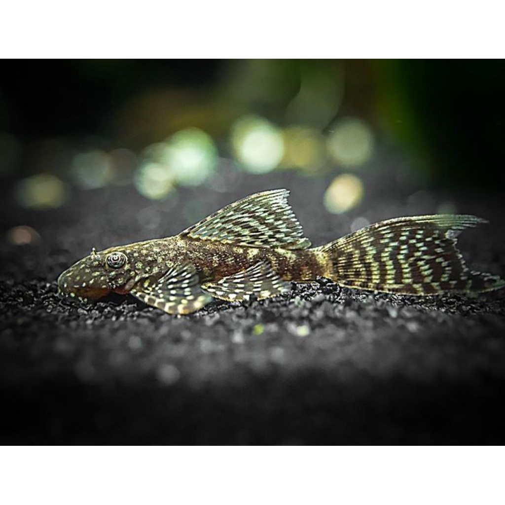 Brushmouth Slayer Ikan Pembersih Lumut Algae Aquascape