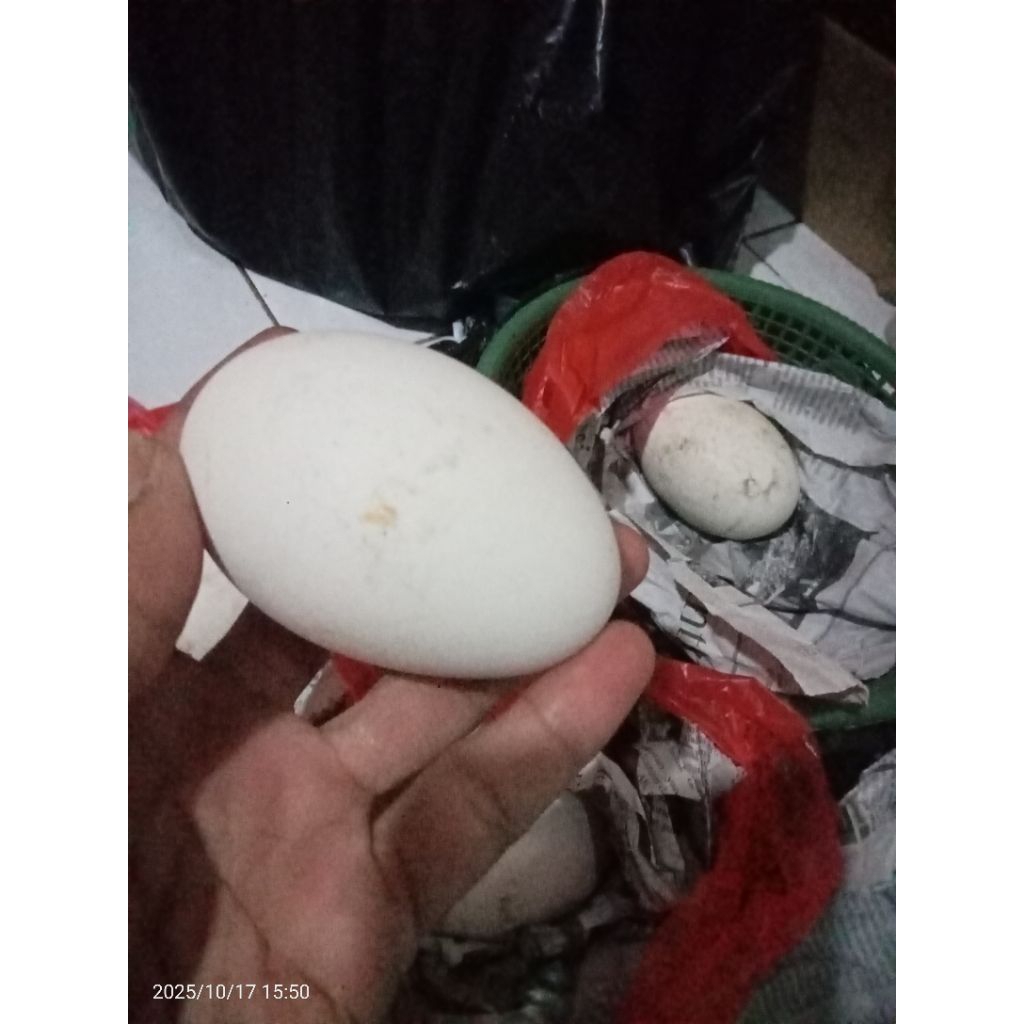 Telor Soang /Telor angsa Terpuruk /calang gagal netes persatu butir
