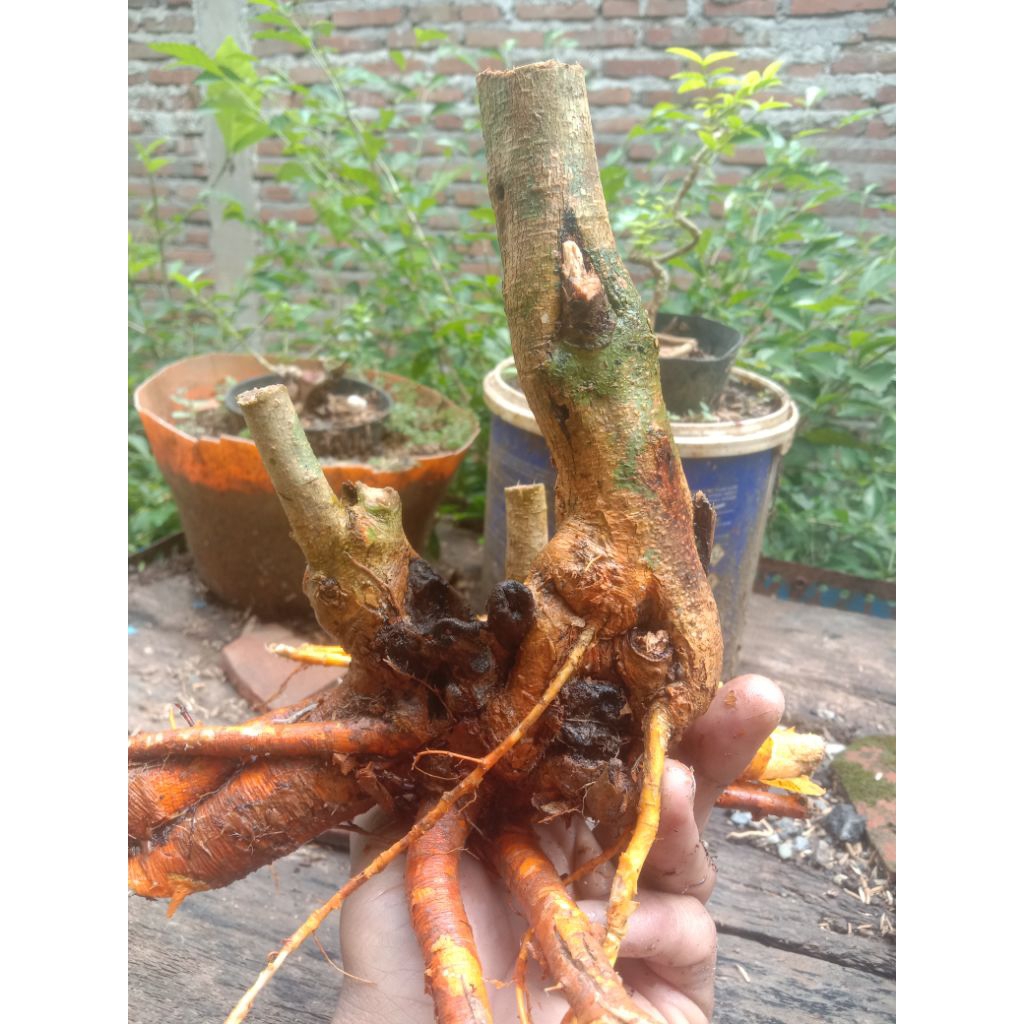Dongkelan bahan bonsai sisir/ kaliage