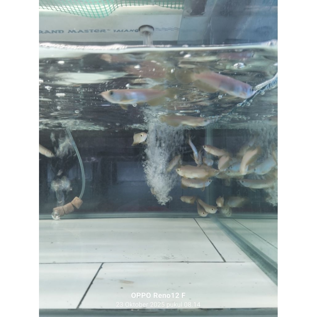 Arowana Golden red Hb 8-9cm an