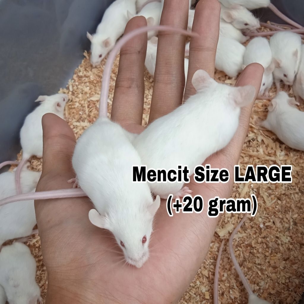 Tikus Putih Mencit Dewasa / Large