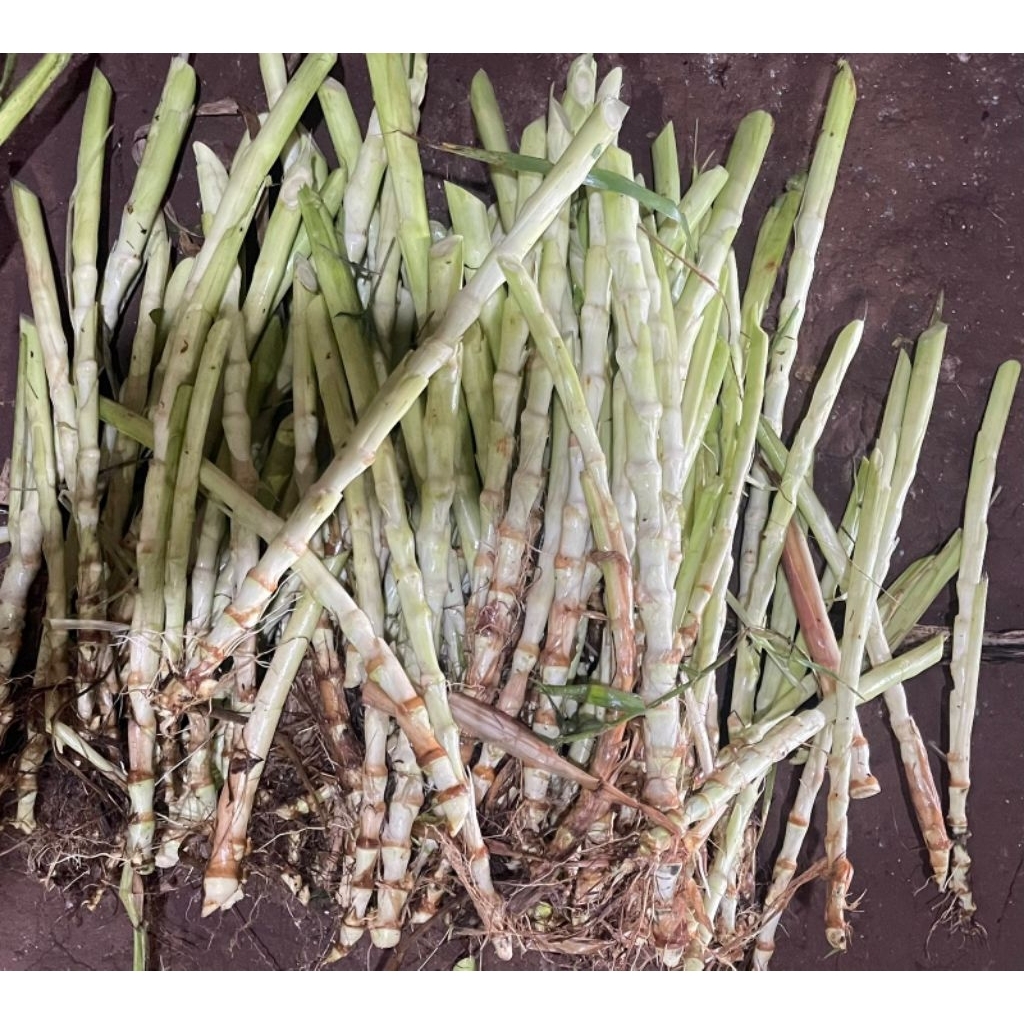 Bibit Odot / Rumput gajah 1KG