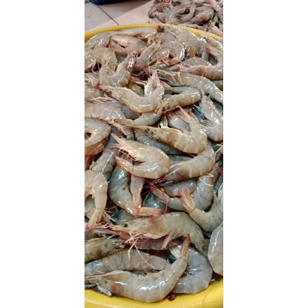 Udang Vaname Segar 500gr