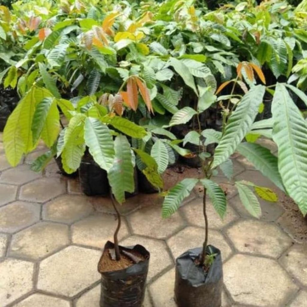 Bibit tanaman buah matoa superr-bibit buah segar -bibittanamanmurahh