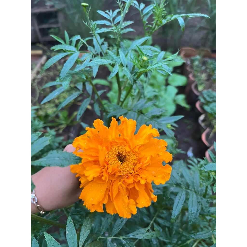 Benih Marigold orange