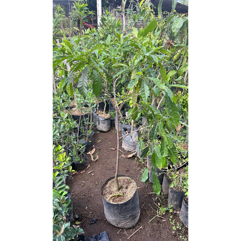 ready bibit buah abiu