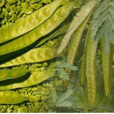 TERMURAH - Bibit Petai China (Lamtoro)