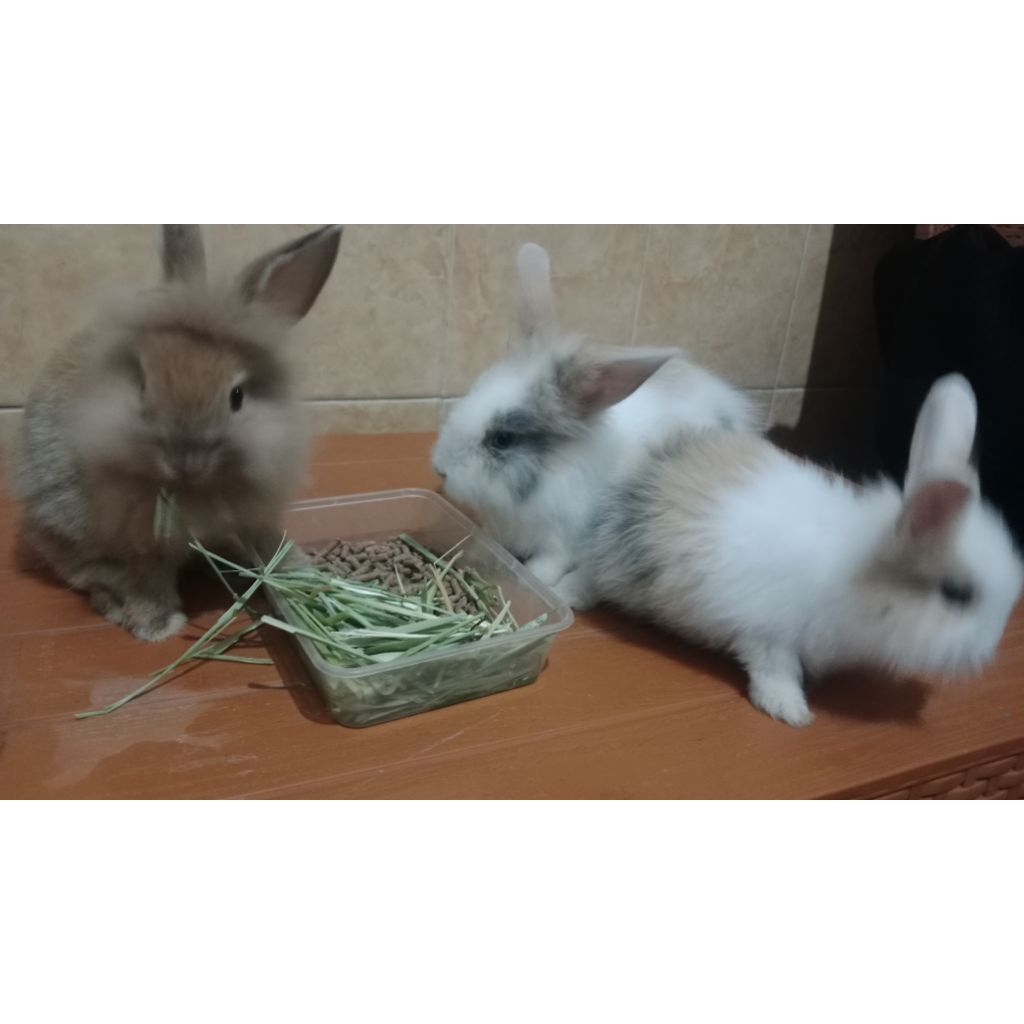 Kelinci Anggora Lokal