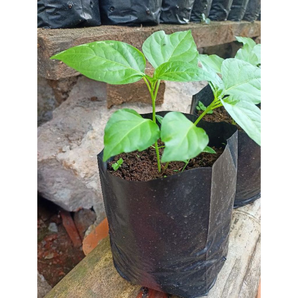 Bibit pohon cabe merah siap tanam