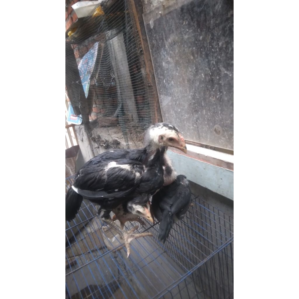 anakan ayam bangkok klasik mangon umur 2 bulan