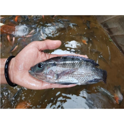 Nila Hitam Segar 2kg Fresh | Ikan Nila Hidup/Dibersihkan