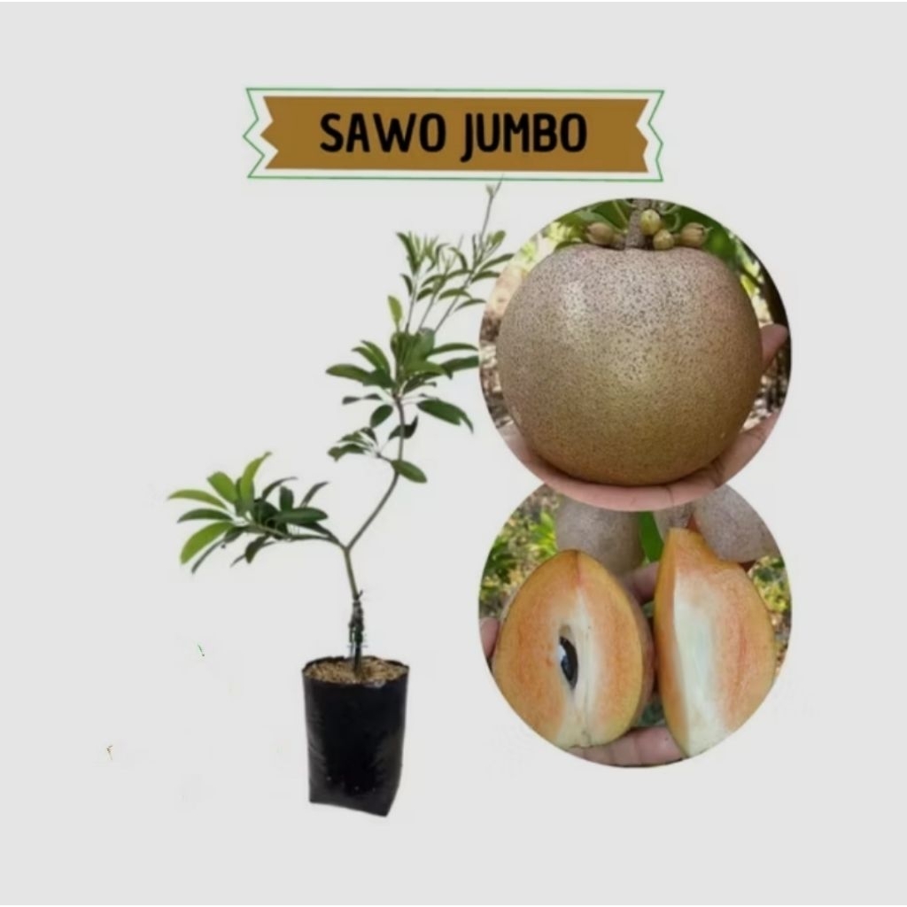 bibit sawo jumbo okulasi cepat berbuah.bibit sawo jumbo