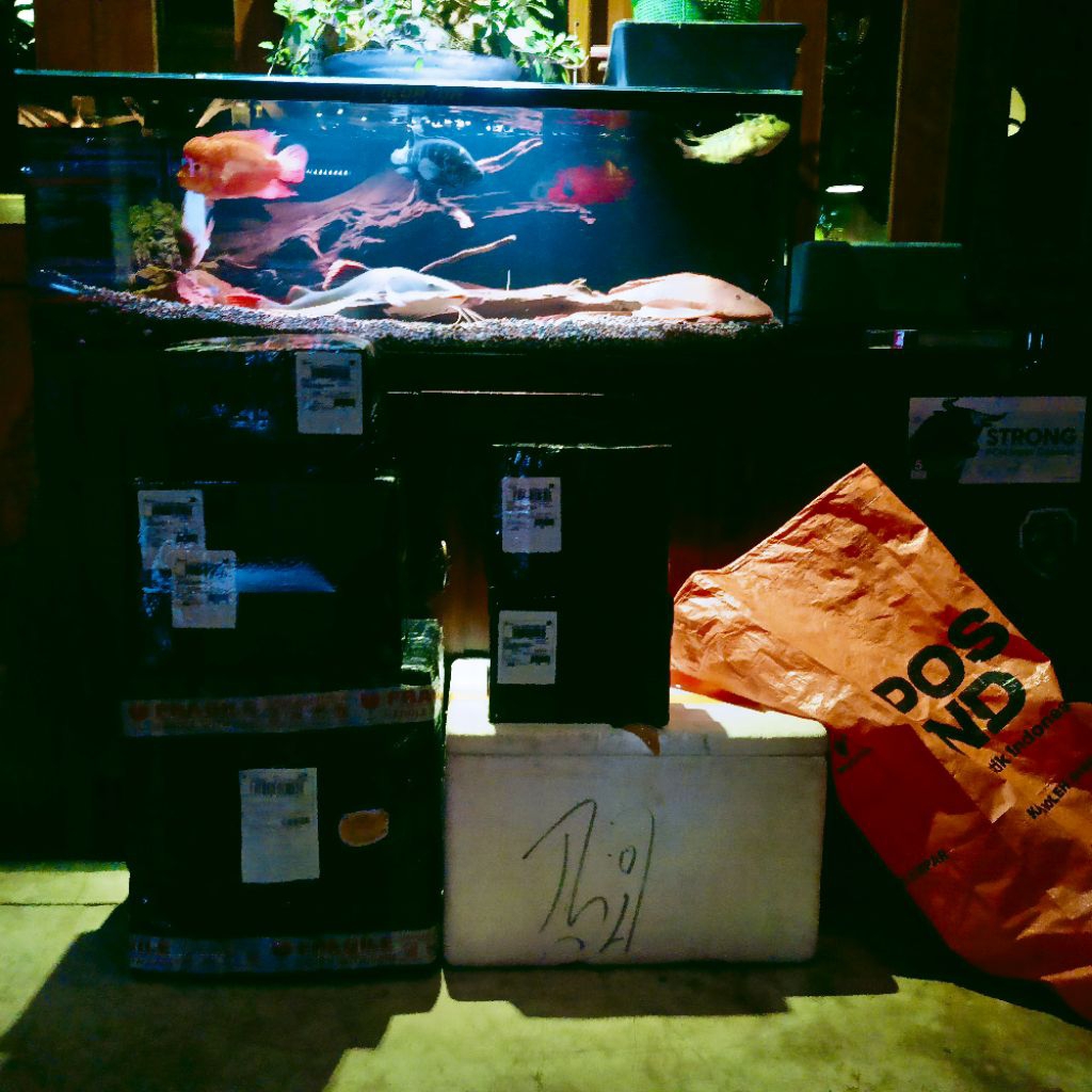 PAKET 5 EKOR ARWANA SILVER BRAZIL SIRIP MERAH