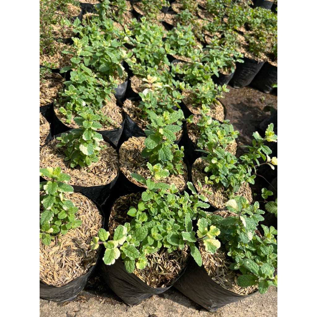 Tanaman Pineapple Mint / Nanas Mint