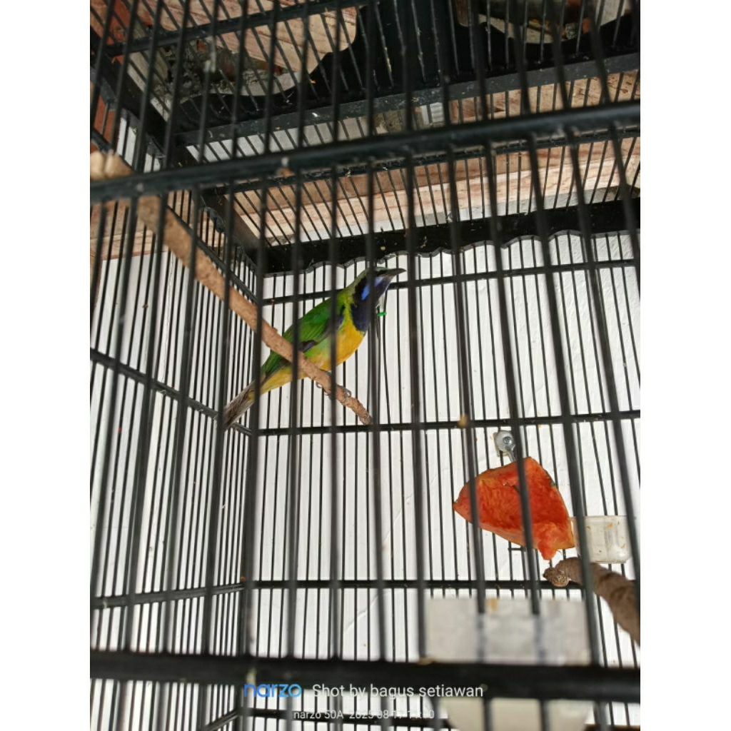 burung cungkok jantan gacor +sangkar via Gojek