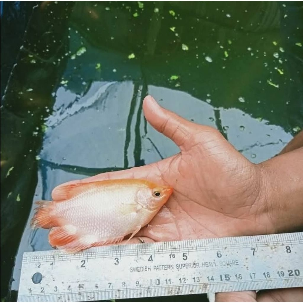 Gurame merah / Padang ukuran 13 - 15 cm