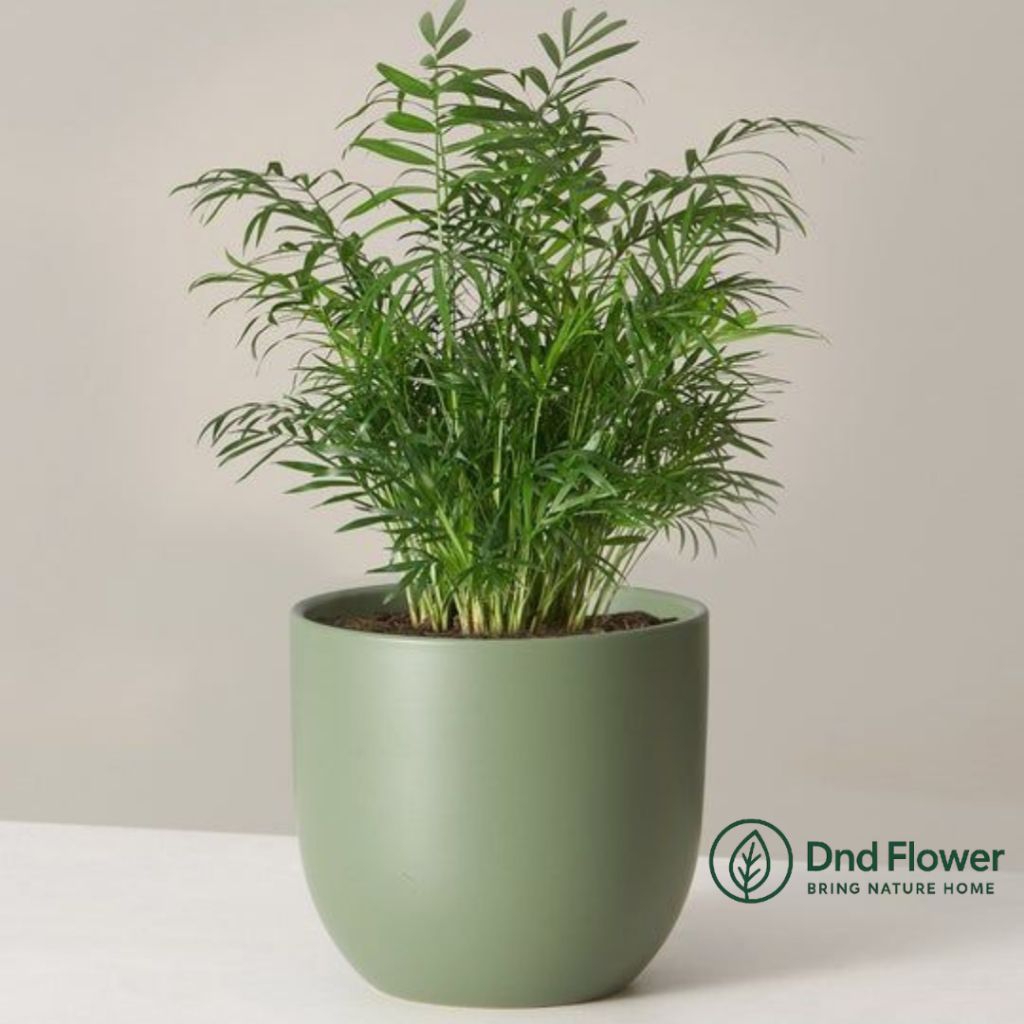 ( BISA COD ) TERMURAH Tanaman Hias Palem Kuning Mini - Tanaman Indoor - Palem Kuning Mini