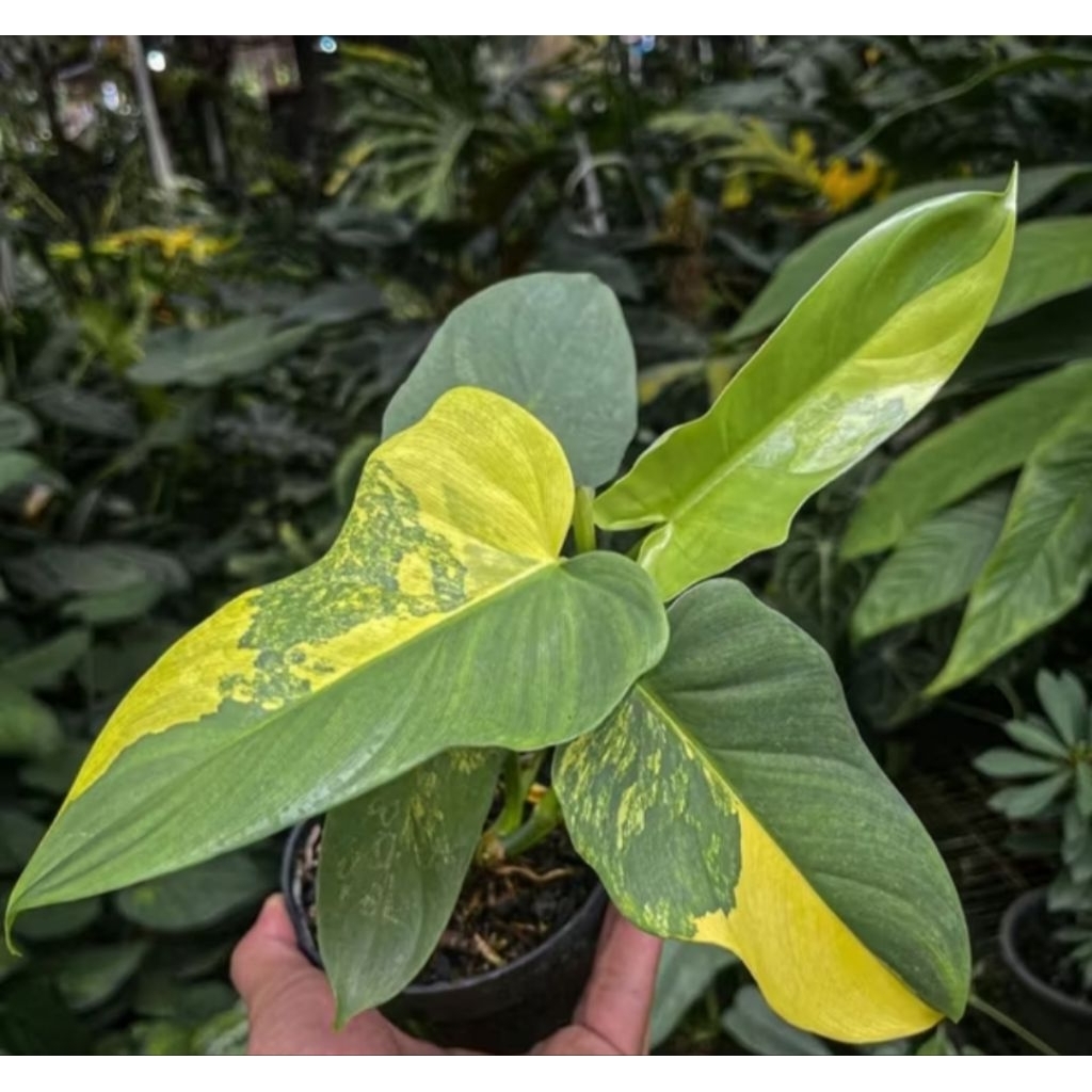 Tanaman Hias Philodendron Violin Variegata