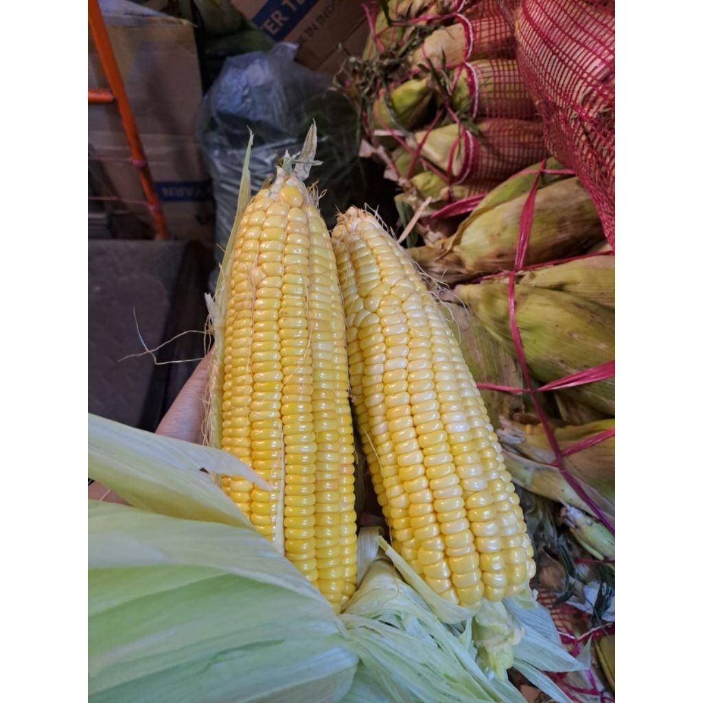 jagung manis segar 1kg ( isi 3 - 4 buah ) - Jagung Fresh / Rebus / Kukus