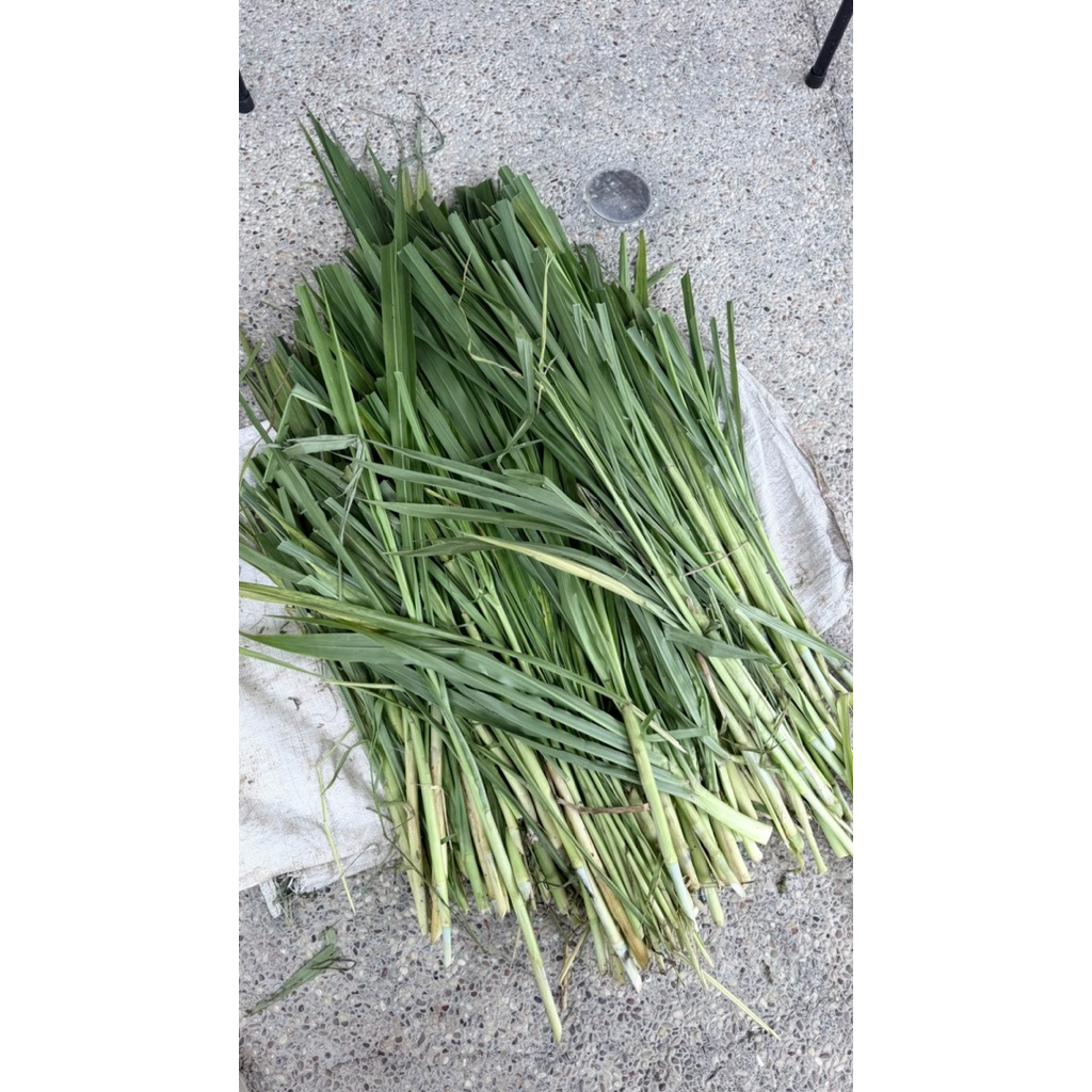 1kg Rumput Pakan Marmut Kelinci Guinea Pig Kambing Sapi Reptil Kura Kura Odot Fresh Hay